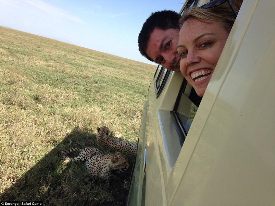 四目相對驚心動魄 獵豹車頂天窗伸頭凝視旅客 四目相對驚心動魄 獵豹車頂天窗伸頭凝視旅客