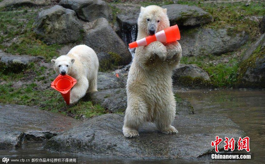 德國雙胞胎北極熊生日派對(duì)玩轉(zhuǎn)交通錐標(biāo) 德國雙胞胎北極熊生日派對(duì)玩轉(zhuǎn)交通錐標(biāo)