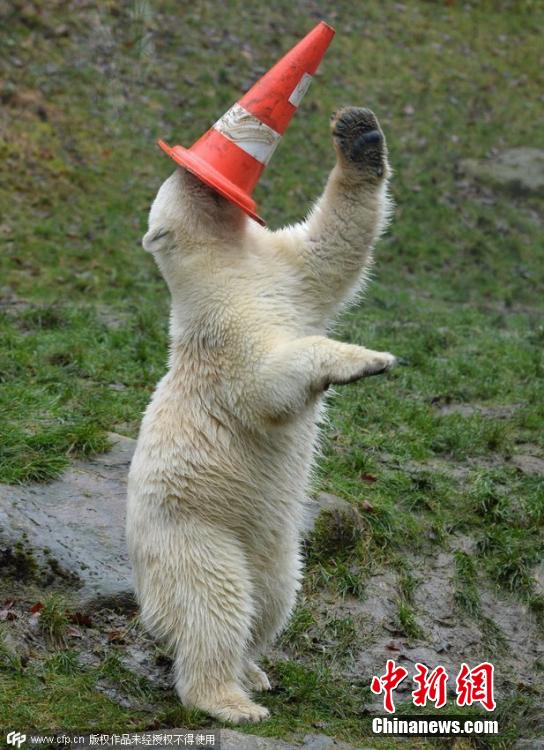 德國雙胞胎北極熊生日派對(duì)玩轉(zhuǎn)交通錐標(biāo) 德國雙胞胎北極熊生日派對(duì)玩轉(zhuǎn)交通錐標(biāo)