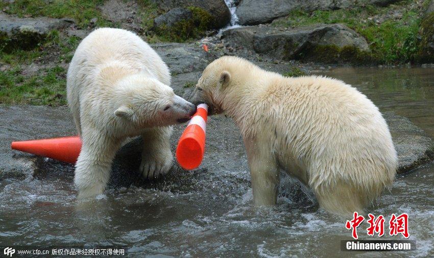 德國雙胞胎北極熊生日派對(duì)玩轉(zhuǎn)交通錐標(biāo) 德國雙胞胎北極熊生日派對(duì)玩轉(zhuǎn)交通錐標(biāo)