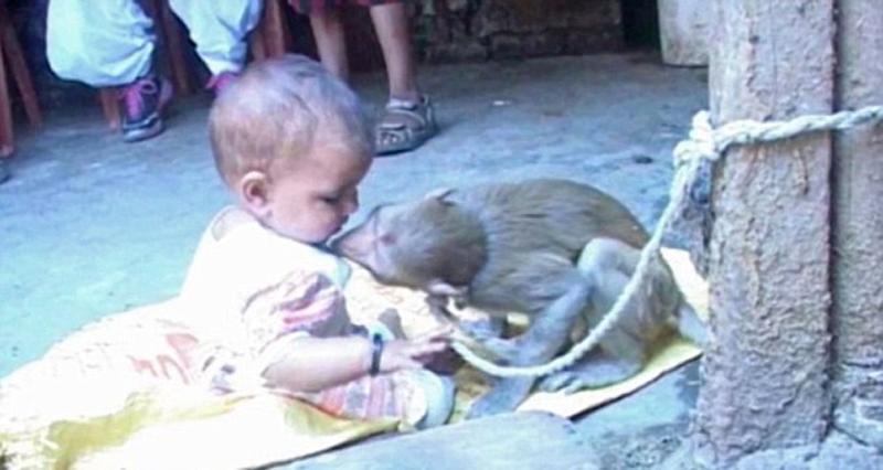 印度一母猴母愛(ài)爆發(fā) 將女?huà)氘?dāng)自己寶寶照顧