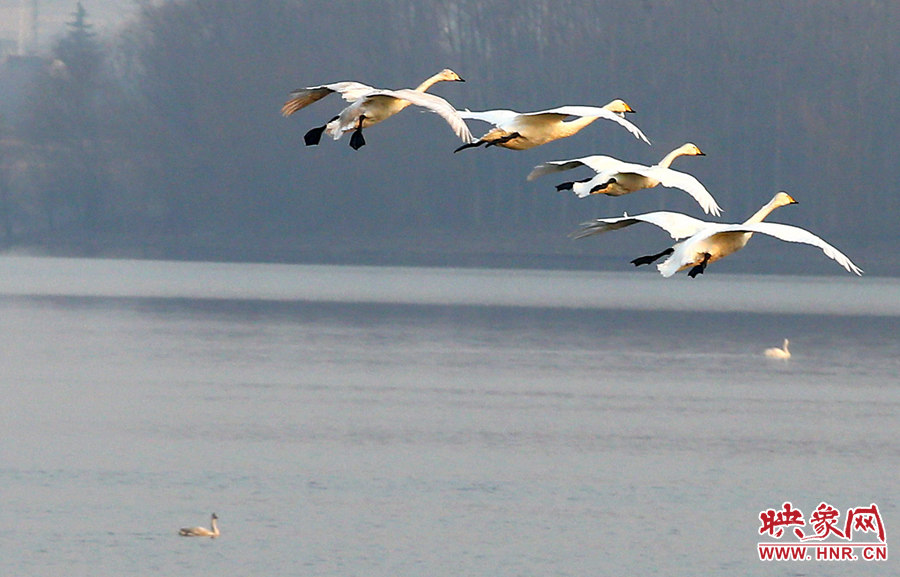 四只天鵝飛翔如同芭蕾舞一般美妙 四只天鵝飛翔如同芭蕾舞一般美妙