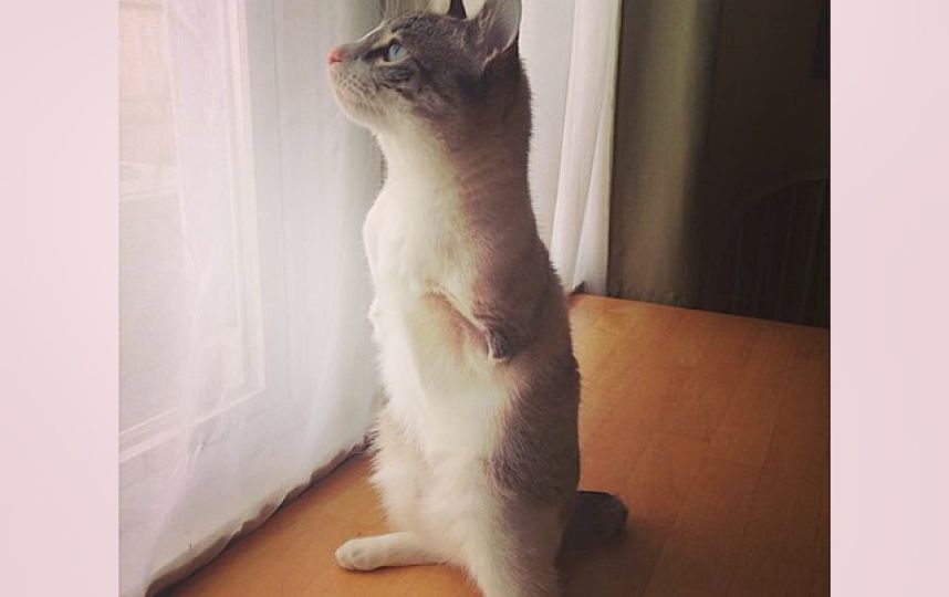 美國(guó)殘疾“貓堅(jiān)強(qiáng)”頑強(qiáng)生活 美國(guó)殘疾“貓堅(jiān)強(qiáng)”頑強(qiáng)生活