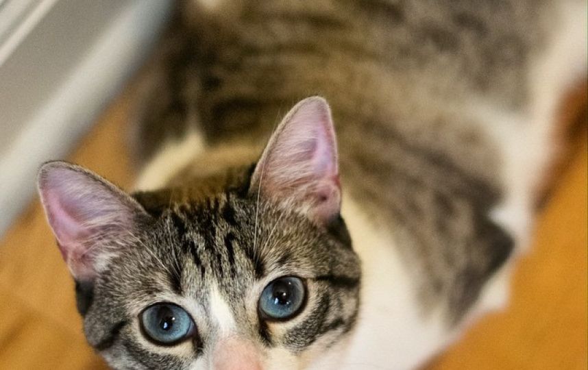 美國(guó)殘疾“貓堅(jiān)強(qiáng)”頑強(qiáng)生活 美國(guó)殘疾“貓堅(jiān)強(qiáng)”頑強(qiáng)生活