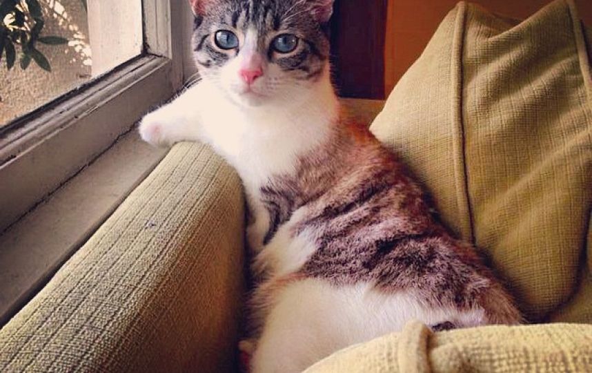 美國(guó)殘疾“貓堅(jiān)強(qiáng)”頑強(qiáng)生活 美國(guó)殘疾“貓堅(jiān)強(qiáng)”頑強(qiáng)生活