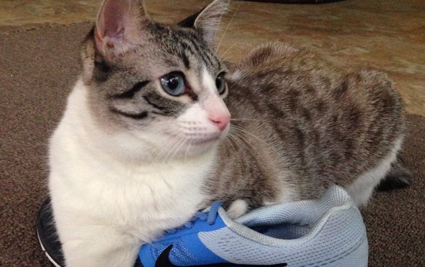 美國(guó)殘疾“貓堅(jiān)強(qiáng)”頑強(qiáng)生活 美國(guó)殘疾“貓堅(jiān)強(qiáng)”頑強(qiáng)生活