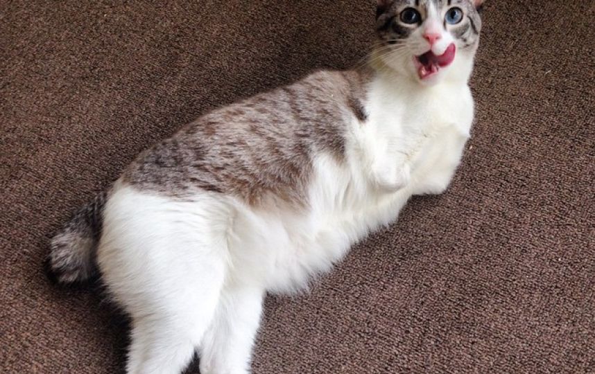 美國(guó)殘疾“貓堅(jiān)強(qiáng)”頑強(qiáng)生活 美國(guó)殘疾“貓堅(jiān)強(qiáng)”頑強(qiáng)生活