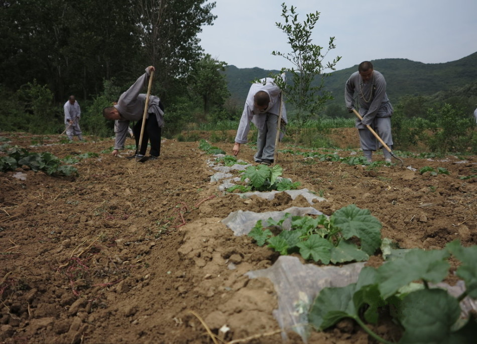 少林寺耕種的120多畝小麥?zhǔn)炝?，武僧們走進(jìn)田間，收獲黃燦燦的果實(shí)。