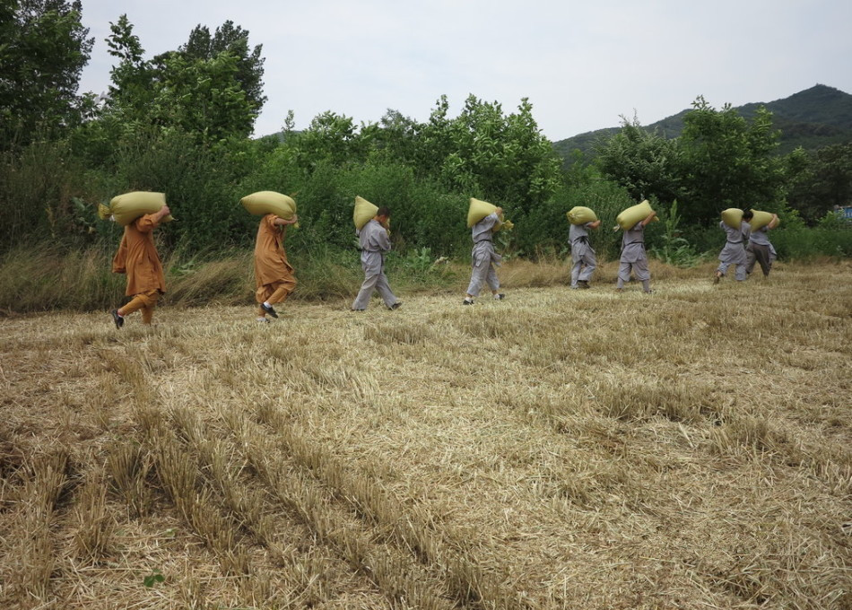 武僧在田間肩扛糧食。