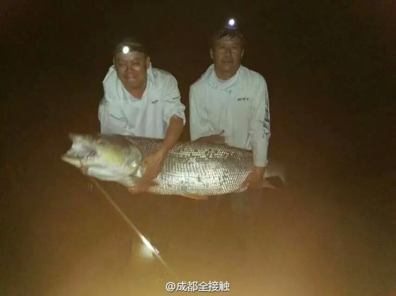 　圖為大魚需要兩個(gè)人抱起。
