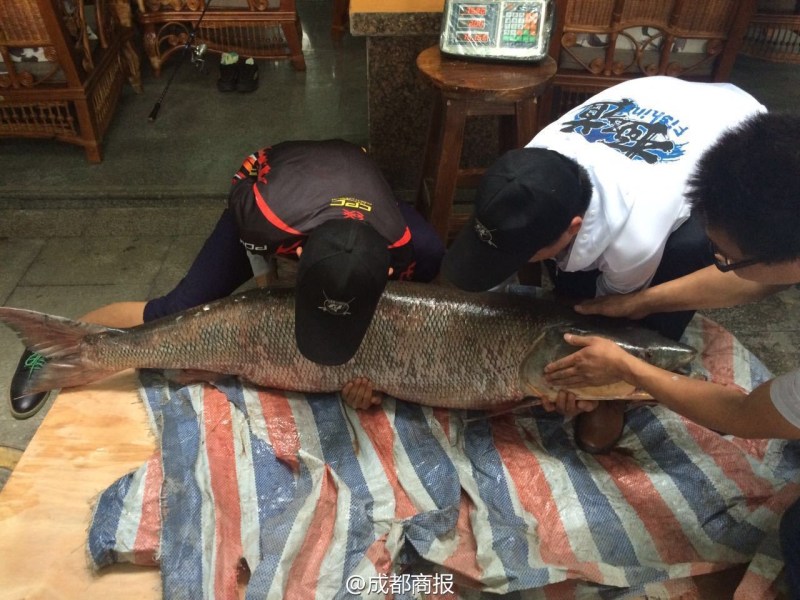 圖為父子倆翻動(dòng)大魚。