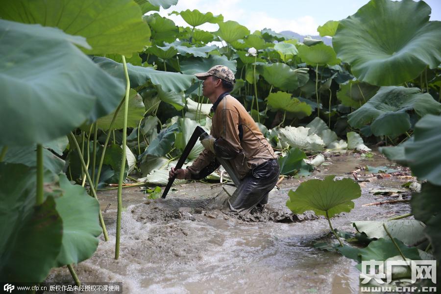 挖藕人日工作8小時(shí) 月入過(guò)萬(wàn) 挖藕人日工作8小時(shí) 月入過(guò)萬(wàn)