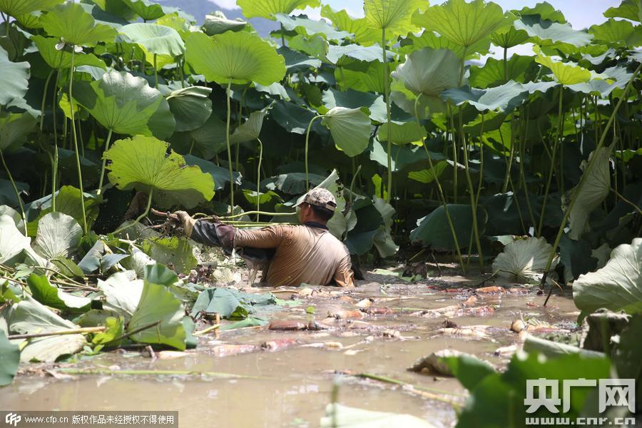 挖藕人日工作8小時(shí) 月入過(guò)萬(wàn) 挖藕人日工作8小時(shí) 月入過(guò)萬(wàn)
