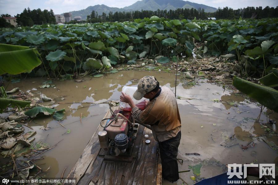 挖藕人日工作8小時(shí) 月入過(guò)萬(wàn) 挖藕人日工作8小時(shí) 月入過(guò)萬(wàn)