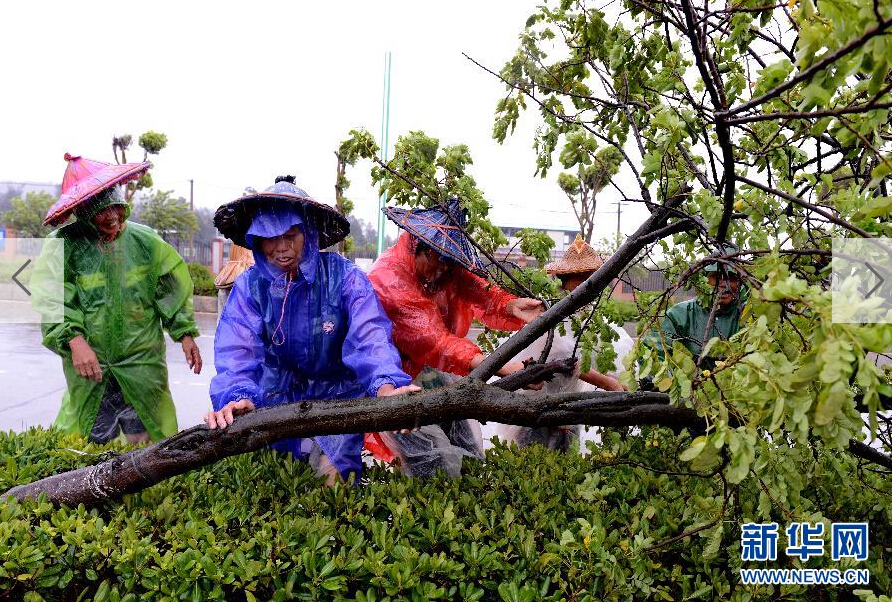  8月8日，工人在福建省石獅市公路邊清理被大風(fēng)吹倒的樹木。