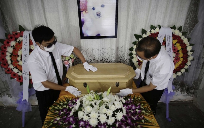 工作人員將寵物狗的靈柩放在靈堂上。