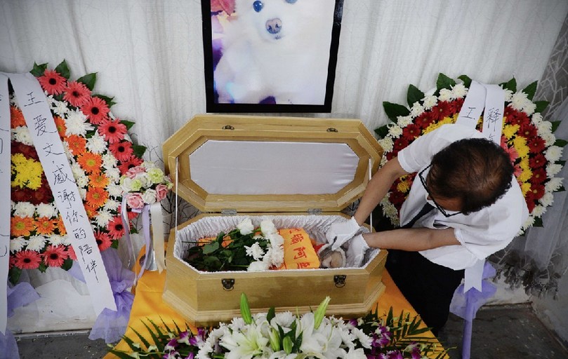 一名工作人員給狗狗整理儀容。