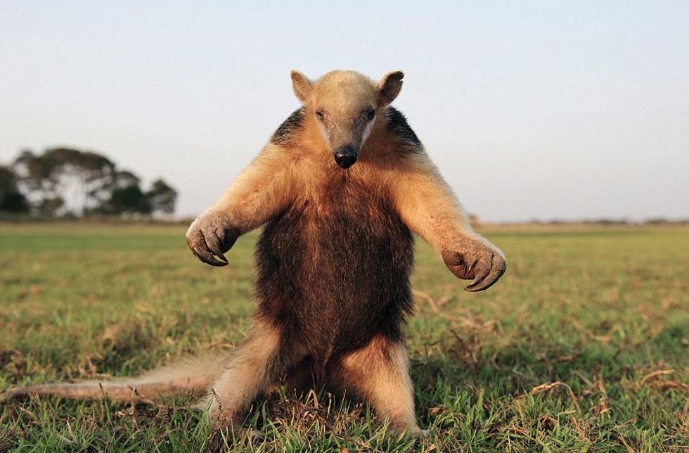 腿站立并不斷拍打胸脯向吉普車(chē)發(fā)出警告的食蟻獸。