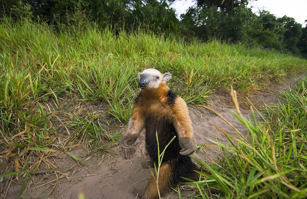 這頭食蟻獸站起來(lái)是想在車(chē)前顯得自己更高大一點(diǎn)。（網(wǎng)頁(yè)截圖）
