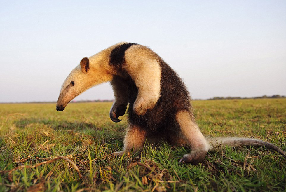 勇敢的食蟻獸。（網(wǎng)頁(yè)截圖）