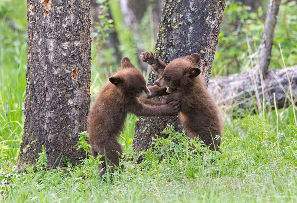 兩只萌噠噠的小熊在一顆大樹(shù)下玩躲貓貓，一會(huì)突然跳出來(lái)嚇唬對(duì)方，一會(huì)對(duì)著彼此做鬼臉，逗趣模樣讓人忍不住捧腹大笑。