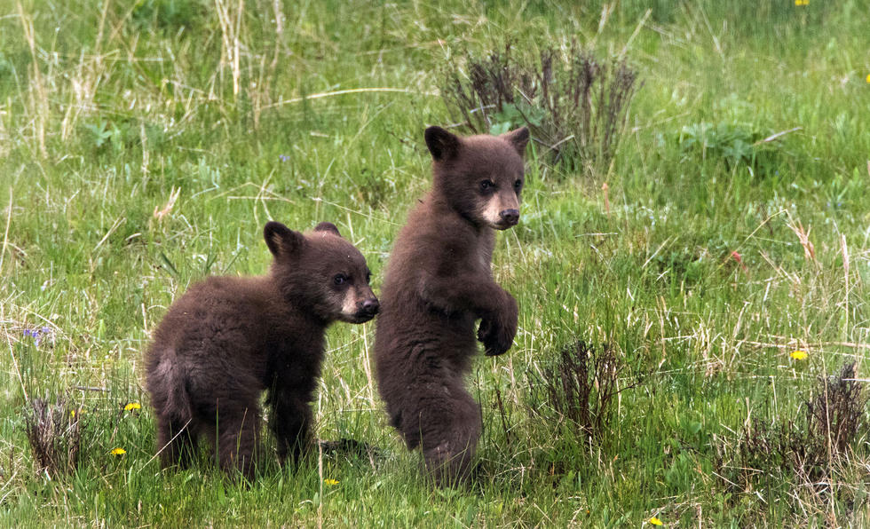 兩只萌噠噠的小熊在一顆大樹(shù)下玩躲貓貓，一會(huì)突然跳出來(lái)嚇唬對(duì)方，一會(huì)對(duì)著彼此做鬼臉，逗趣模樣讓人忍不住捧腹大笑。
