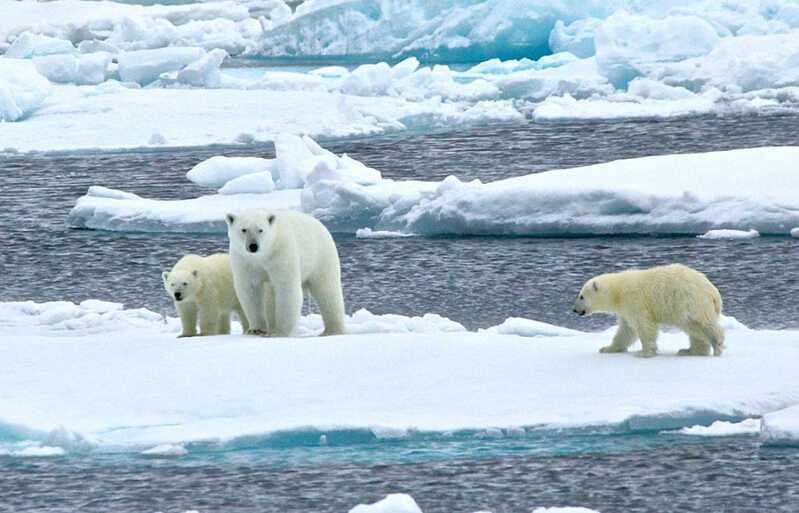 北極熊寶寶突然向后滑倒，摔了個四腳朝天