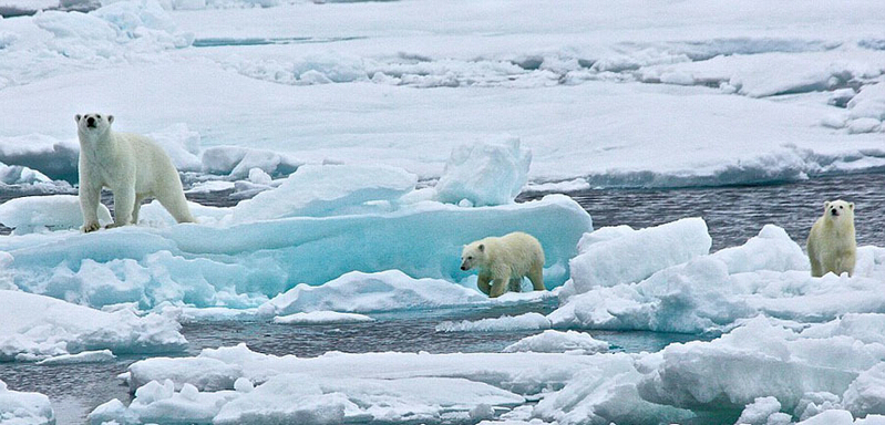 北極熊寶寶起來后看見有攝像機(jī)，便好奇地盯住娜塔西亞手中的機(jī)器。