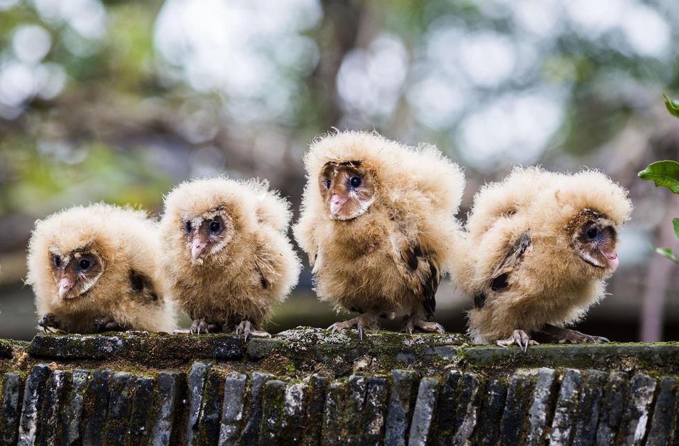 日前，九江市都昌縣蔡嶺鎮(zhèn)的曹女士上山采茶籽時，撿到5只可愛的雛鳥。經(jīng)野保工作人員鑒定，這5只雛鳥為國家二級野生保護動物猴面鷹，目前已被送往鳥類保護組織進行救護。