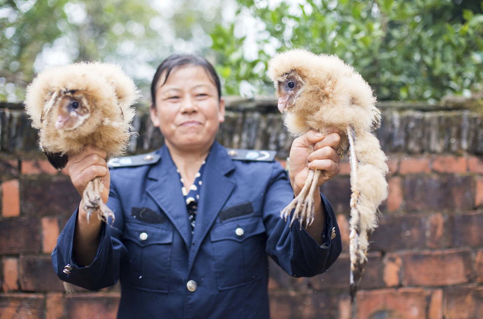 11月6日，記者聯(lián)系上都昌縣的村民危億玲，她是撿到雛鳥的曹女士的兒媳。她向記者介紹，稱他們家住在蔡嶺鎮(zhèn)北炎村港邊舍自然村，她婆婆11月4日下午上山采茶籽時，在樹下發(fā)現(xiàn)了5只可愛的雛鳥并帶回了家。