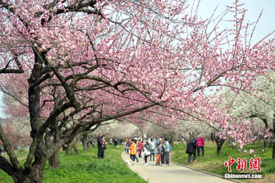 武漢萬梅齊放春意濃 武漢萬梅齊放春意濃