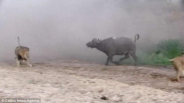 然后在獅群還在打架時悄悄地溜走了，留下一個瀟灑的背影。