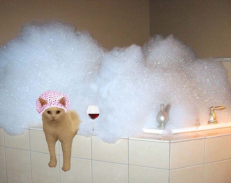 喵星人奇葩坐姿遭惡搞 網(wǎng)友腦洞大開 喵星人奇葩坐姿遭惡搞 網(wǎng)友腦洞大開