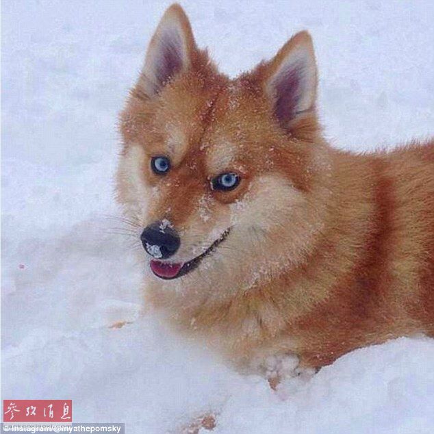 狐貍還是狗？藍(lán)眼睛萌寵走紅網(wǎng)絡(luò)