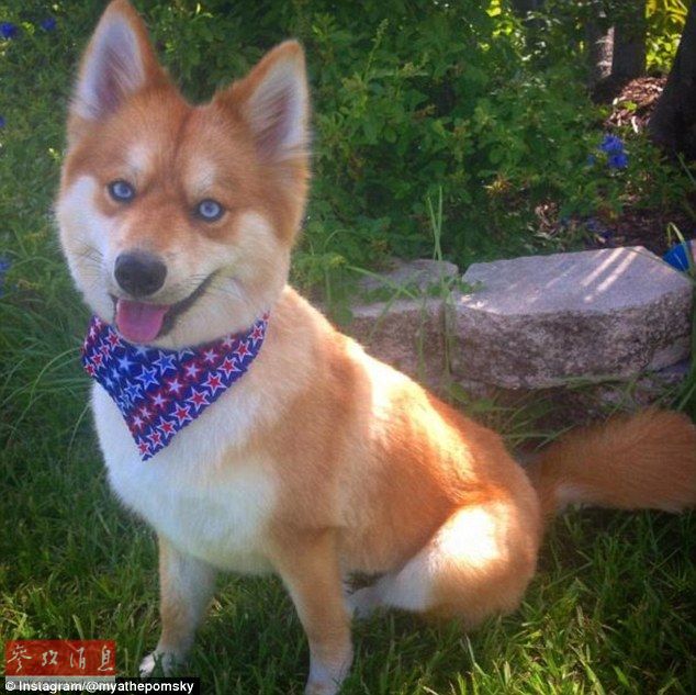 狐貍還是狗？藍(lán)眼睛萌寵走紅網(wǎng)絡(luò)