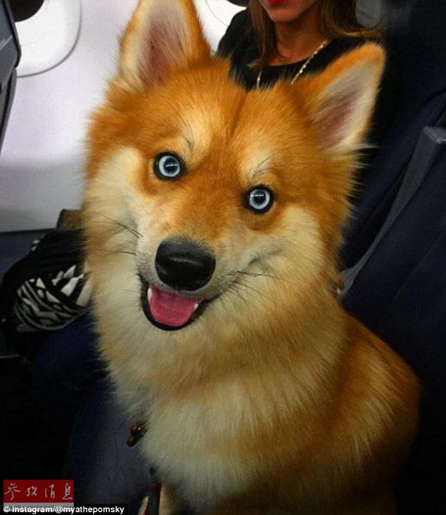 狐貍還是狗？藍(lán)眼睛萌寵走紅網(wǎng)絡(luò)