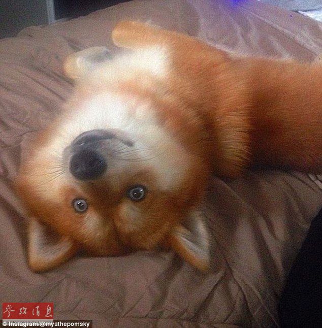 狐貍還是狗？藍(lán)眼睛萌寵走紅網(wǎng)絡(luò)