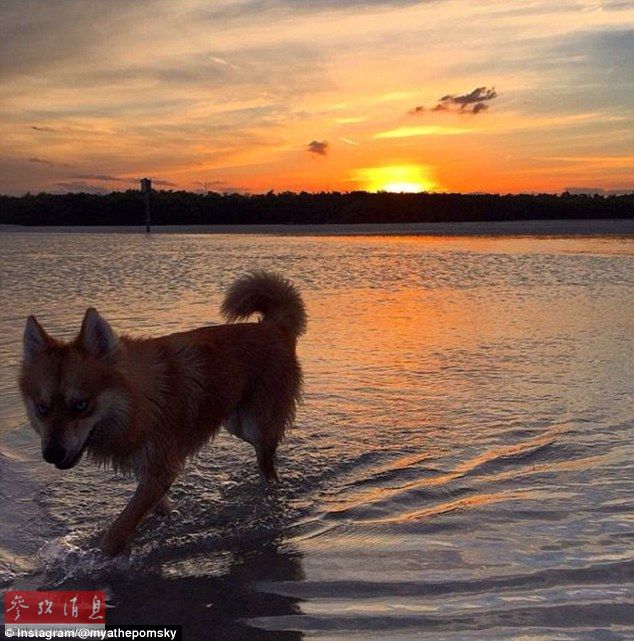 狐貍還是狗？藍(lán)眼睛萌寵走紅網(wǎng)絡(luò)