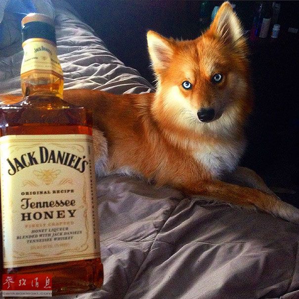 狐貍還是狗？藍(lán)眼睛萌寵走紅網(wǎng)絡(luò)