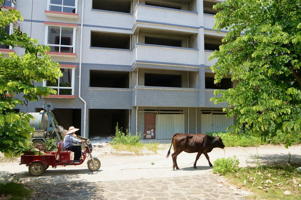 2016年7月26日，村民在廣西來賓市忻城縣隆達山水福城荒廢別墅間放牛。