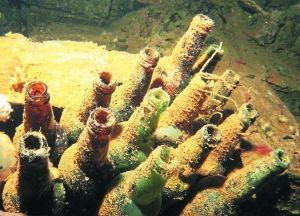 長滿水藻的日本清酒瓶。