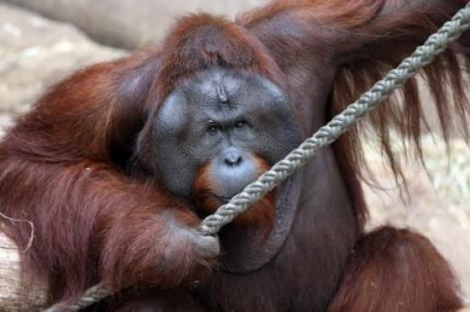 猩猩“愛上”玩具娃娃時刻抱緊拒絕松開(圖) 猩猩“愛上”玩具娃娃時刻抱緊拒絕松開(圖)