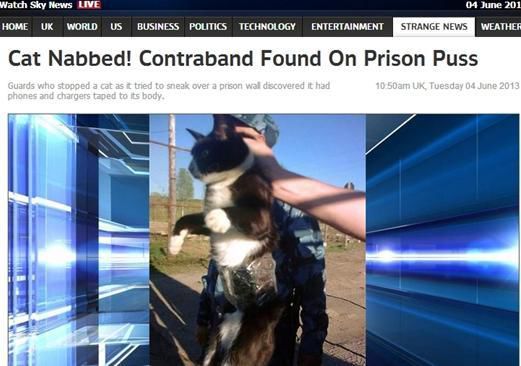 資料圖：2013年，俄羅斯獄警也曾抓獲身負手機和充電寶的貓，它本想混進俄羅斯科密地區(qū)一座監(jiān)獄