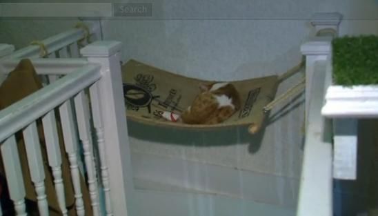 圖為加拿大首家貓咪咖啡館。