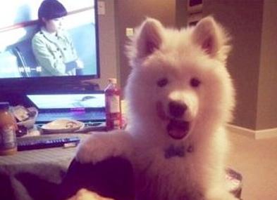 已經(jīng)被他人領(lǐng)養(yǎng)的Bosco。（加拿大《世界日報》援引CBC）