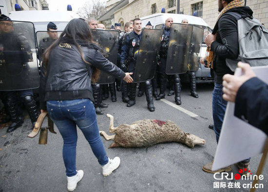 　　當?shù)貢r間2014年11月27日，法國巴黎，法國農(nóng)民帶綿羊在埃菲爾鐵塔附近抗議，要求環(huán)保部門采取有效措施解決狼群襲擊羊群問題?！D片來源：TRICK KOVARIK/CFP