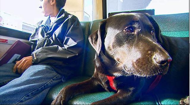 伊柯麗斯(Eclipse)搭乘公車。