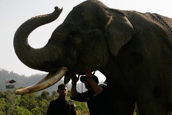 圖為大象巡邏隊(duì)里的大象。來(lái)源：法新社。