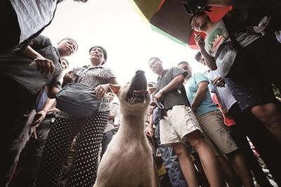 一只狗被動保人士與狗販子圍在中間，等待兩方的討價還價后決定去向