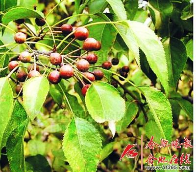 261歲古樹(shù)棠梨“搬家” 業(yè)內(nèi)人士表示擔(dān)憂(yōu)(圖) 261歲古樹(shù)棠梨“搬家” 業(yè)內(nèi)人士表示擔(dān)憂(yōu)(圖)